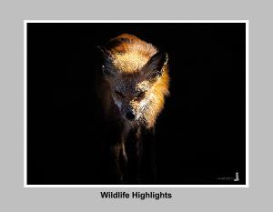 Wildlife Hightlights