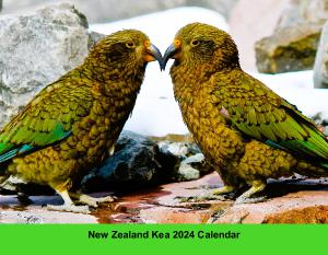 New Zealand Kea 2024 Calendar