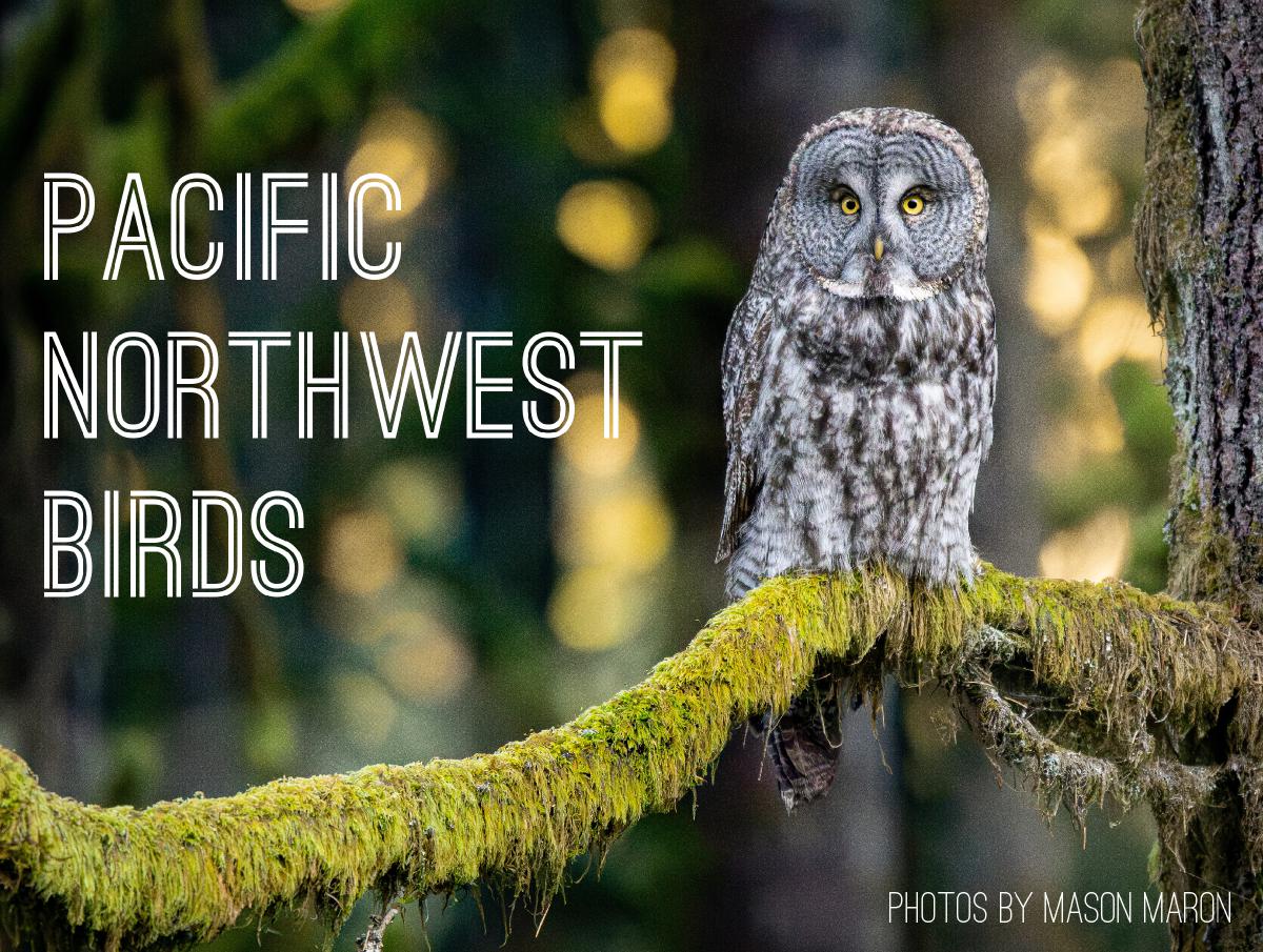 Pacific Northwest Birds