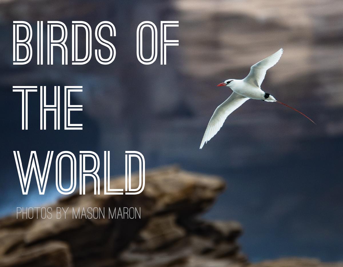 Birds of the World