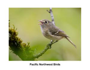 Pacific Northwest Birds