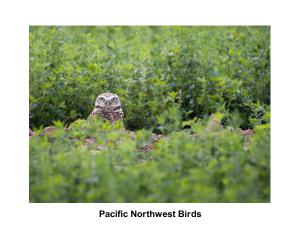 Pacific Northwest Birds