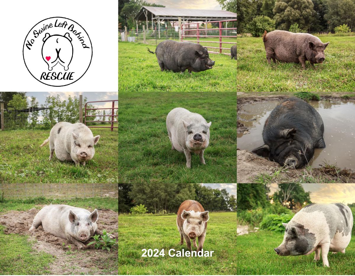 No Swine Left Behind 2024 Calendar