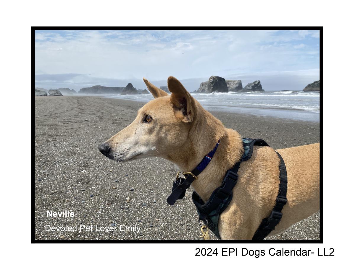 Epi4Dogs 2024 Cal LL-2