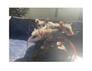 Opossum Tree Village- Babies