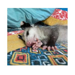 Sleeping opossums