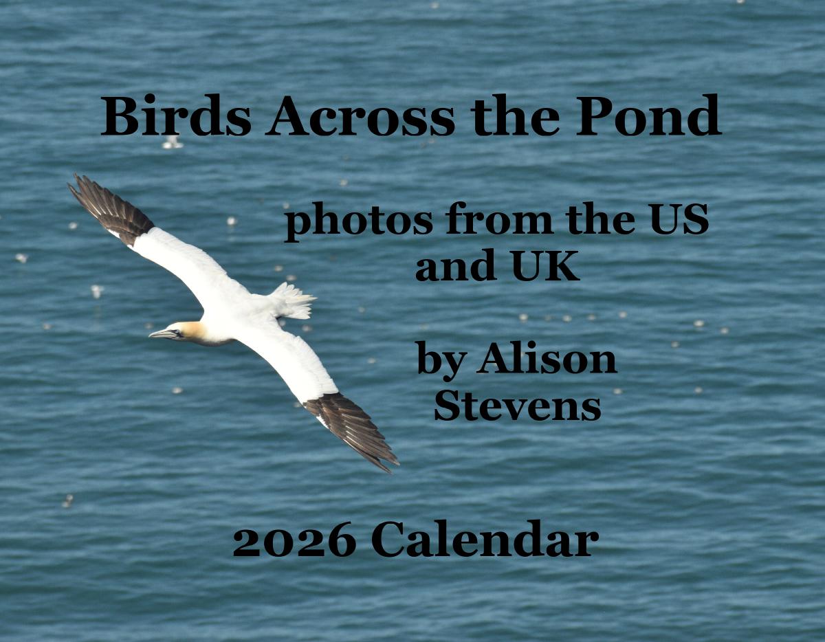 Birds Across the Pond 2026 Calendar