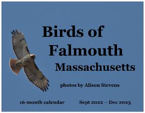 Birds of Falmouth MA 16-month 2023