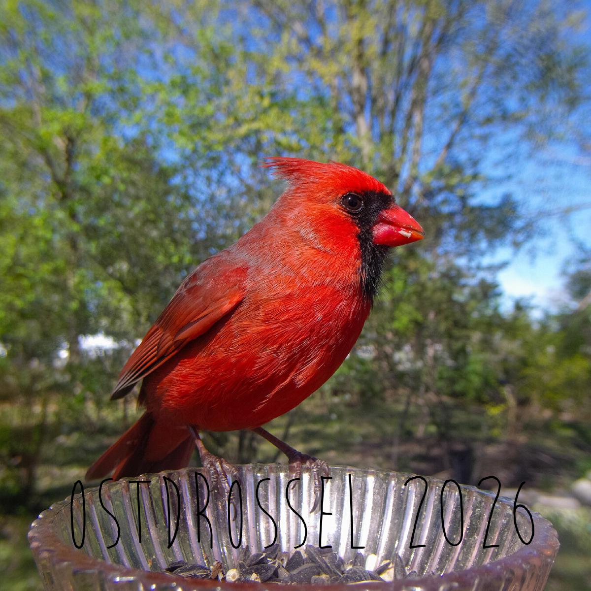 Ostdrossel 2026 12 x 12