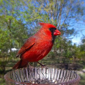 Ostdrossel 2026 12 x 12