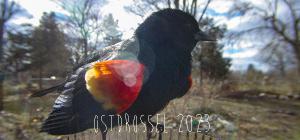Ostdrossel 2023 Desk calendar