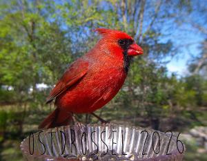 Ostdrossel 2026 Wall calendar