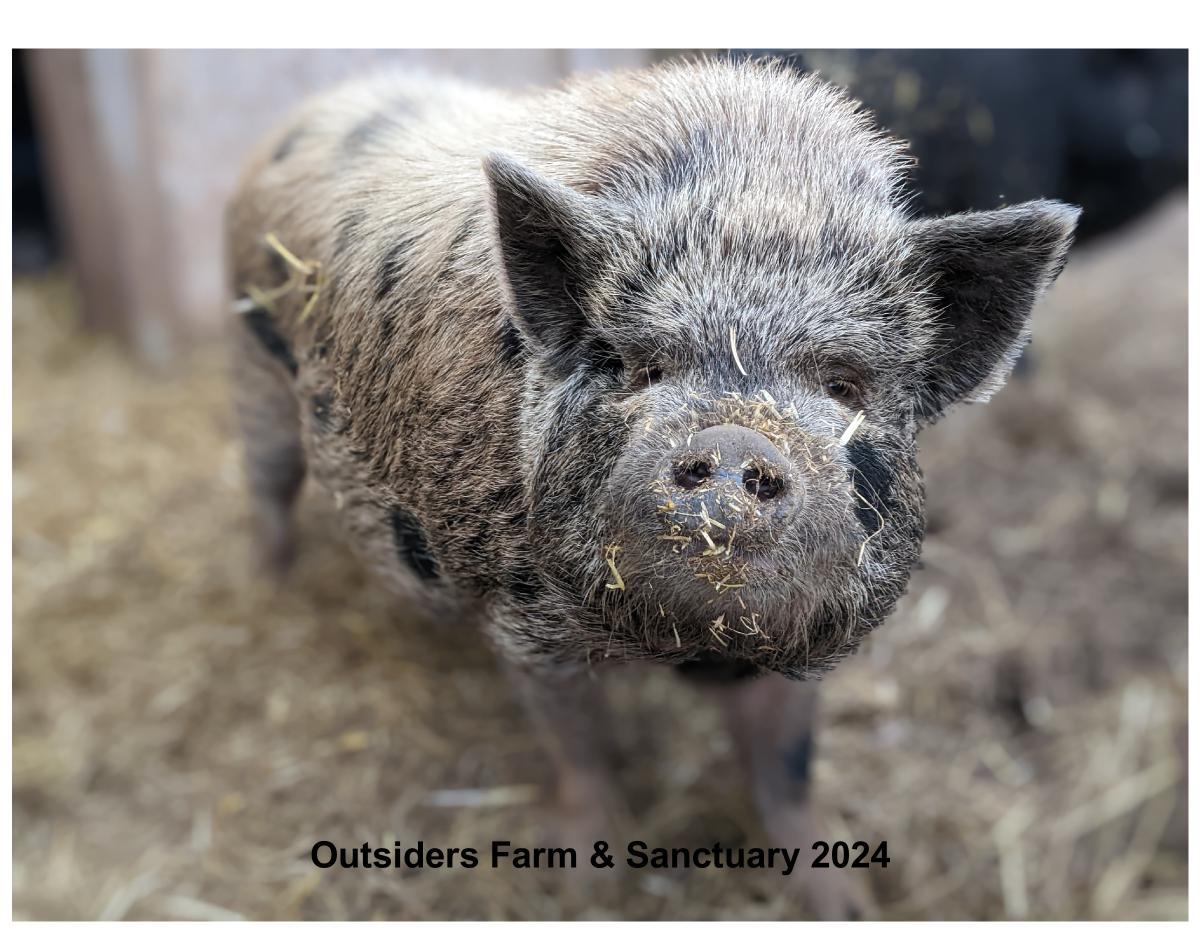 2024 Outsiders Pig Calendar