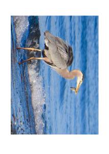 Great Blue Heron in surf