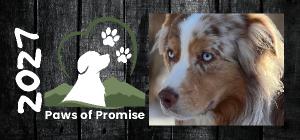 Paws of Promise Desk Calendar