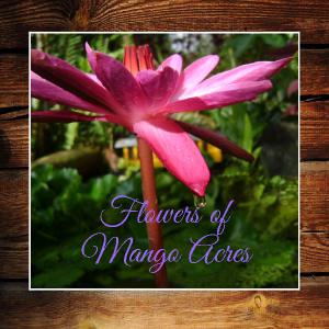 Flowers of Mango Acres