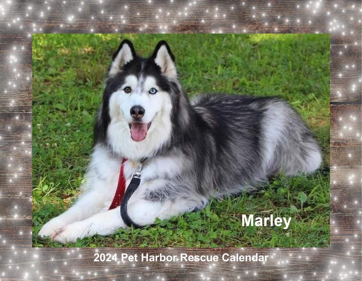 2024 Pet Harbor Rescue Calendar Collage Edition