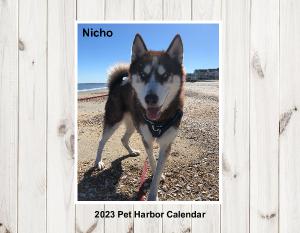 2023 Pet Harbor Calendar Solo edition