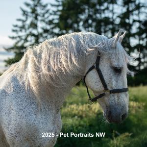 Pet Portraits NW Equine Calendar