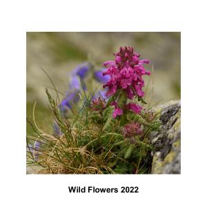 Wild Flowers 2022
