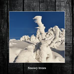 Snowy trees 2022