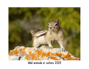 Wild animals in nature 2023