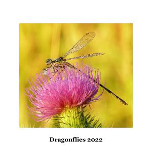 Dragonflies 2022