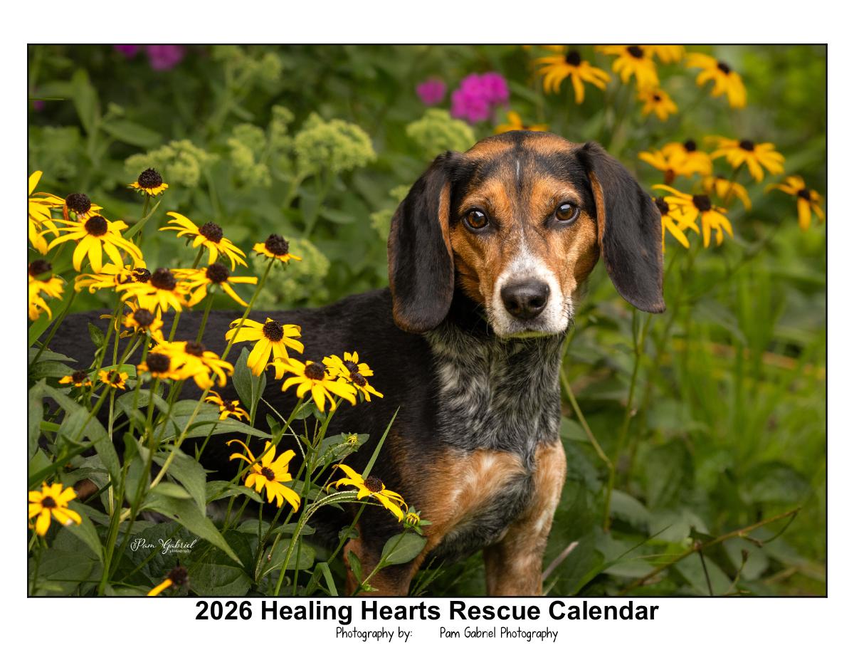 Healing Hearts Rescue 2026 Calendar
