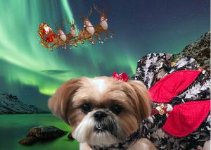 Aurora Borealis Christmas Card