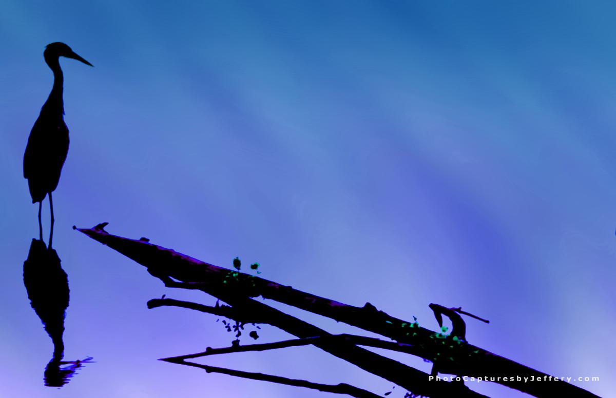 Silhouette of Great Blue Heron on purple blue