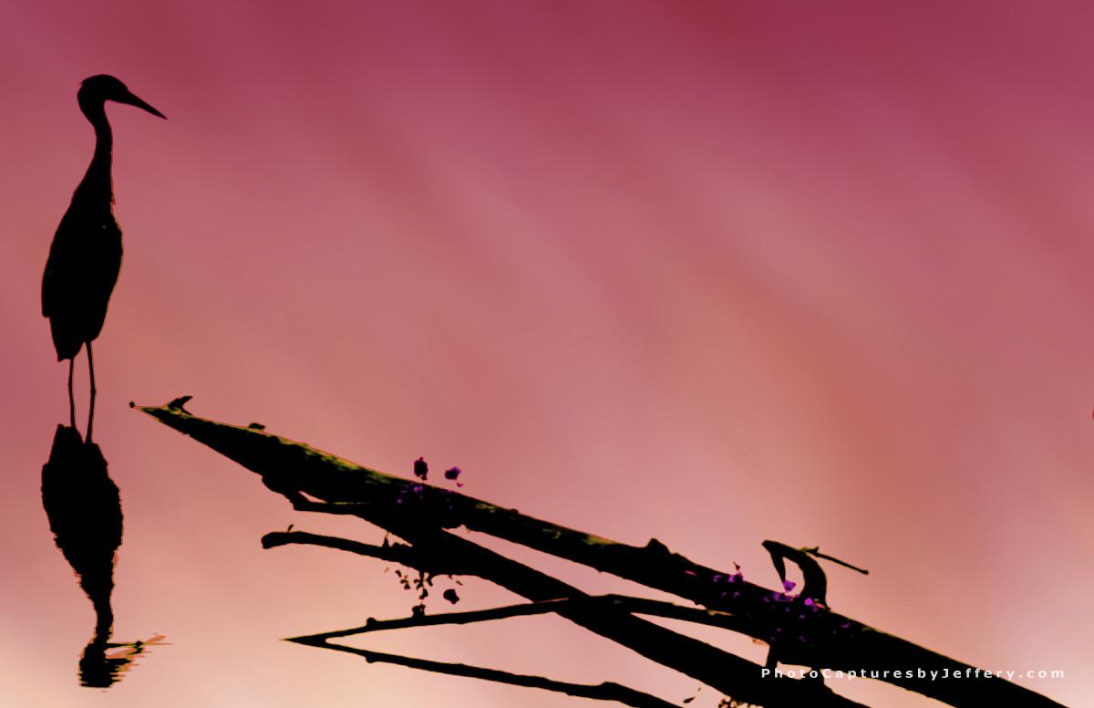 Silhouette of Great Blue Heron on reddish peach
