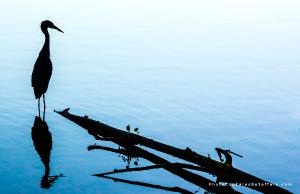 Silhouette of solitary Great Blue Heron