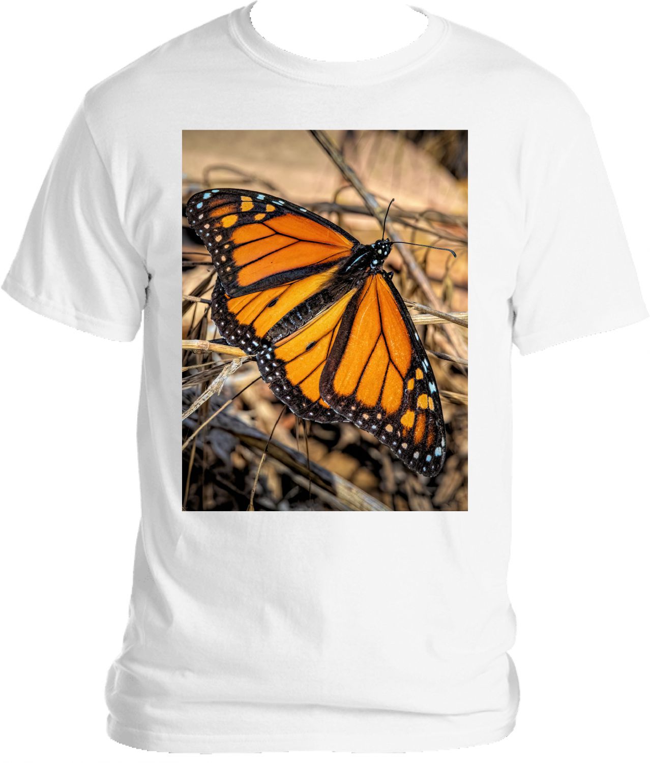 Monarch Color