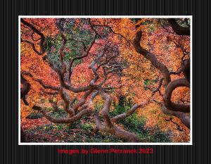 Images By Glenn Petranek