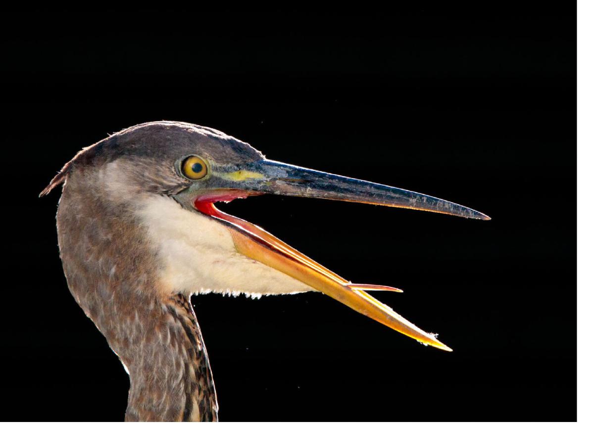 Great Blue Heron