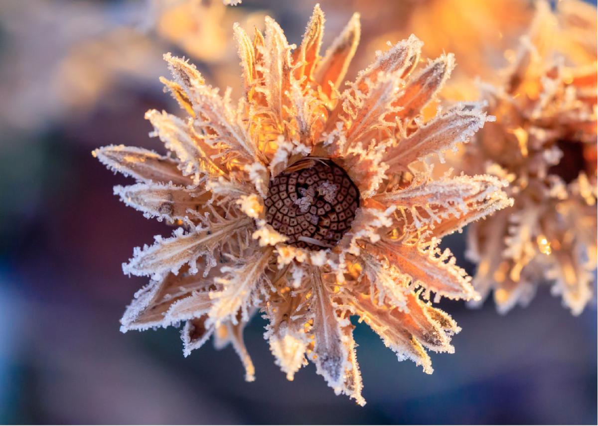 Frozen in Time