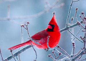 Bright Red Cardinal in Winter