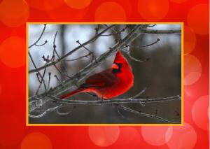 Winter Cardinal