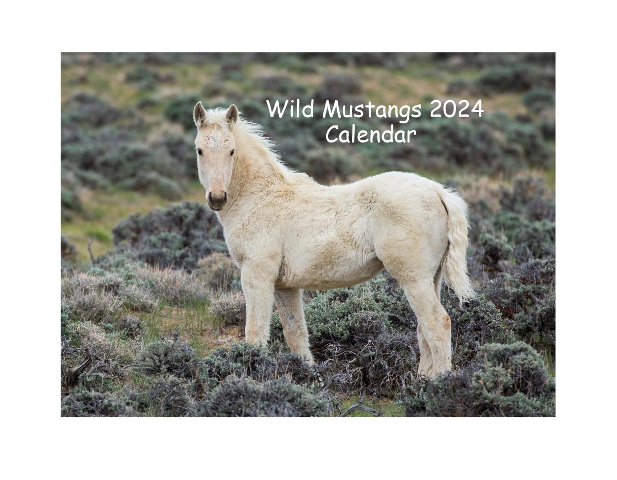 Wild Mustangs 2024
