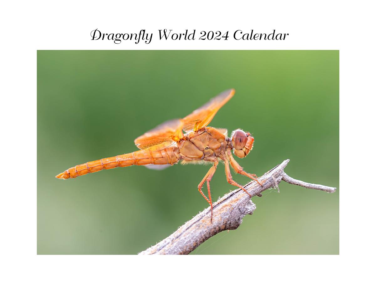 Dragonfly World 2024 Calendar