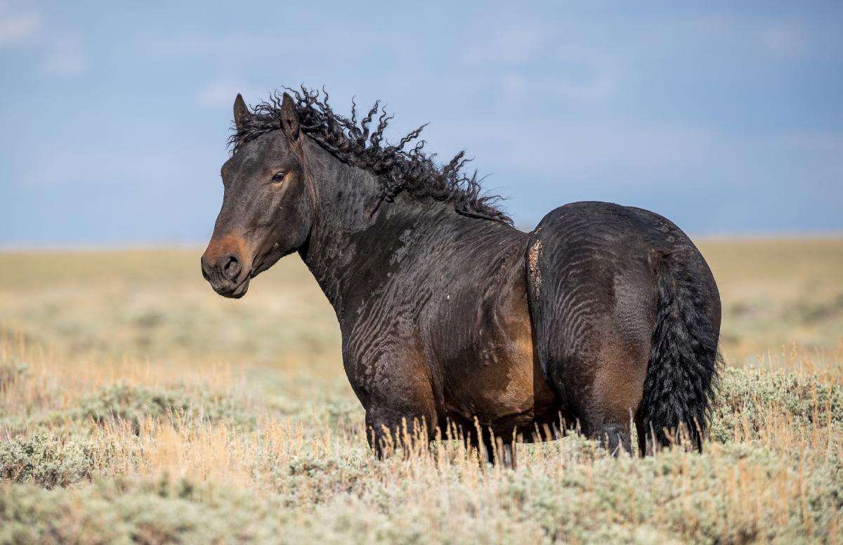 Wild Curly Mustang