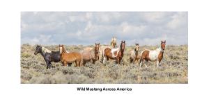 Desk Calendar - Wild Horses Across America