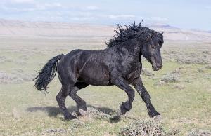 Curly Black Wild Mustang