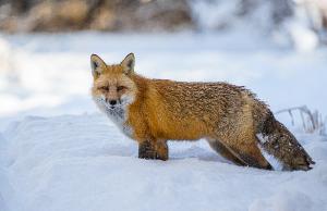Winter Red Fox