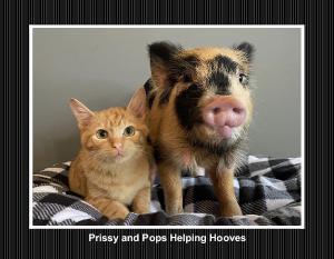 Prissy and Pop's Helping Hooves 2023