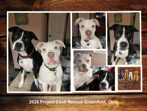 Project Cecil Rescue Pin Up Calendar!
