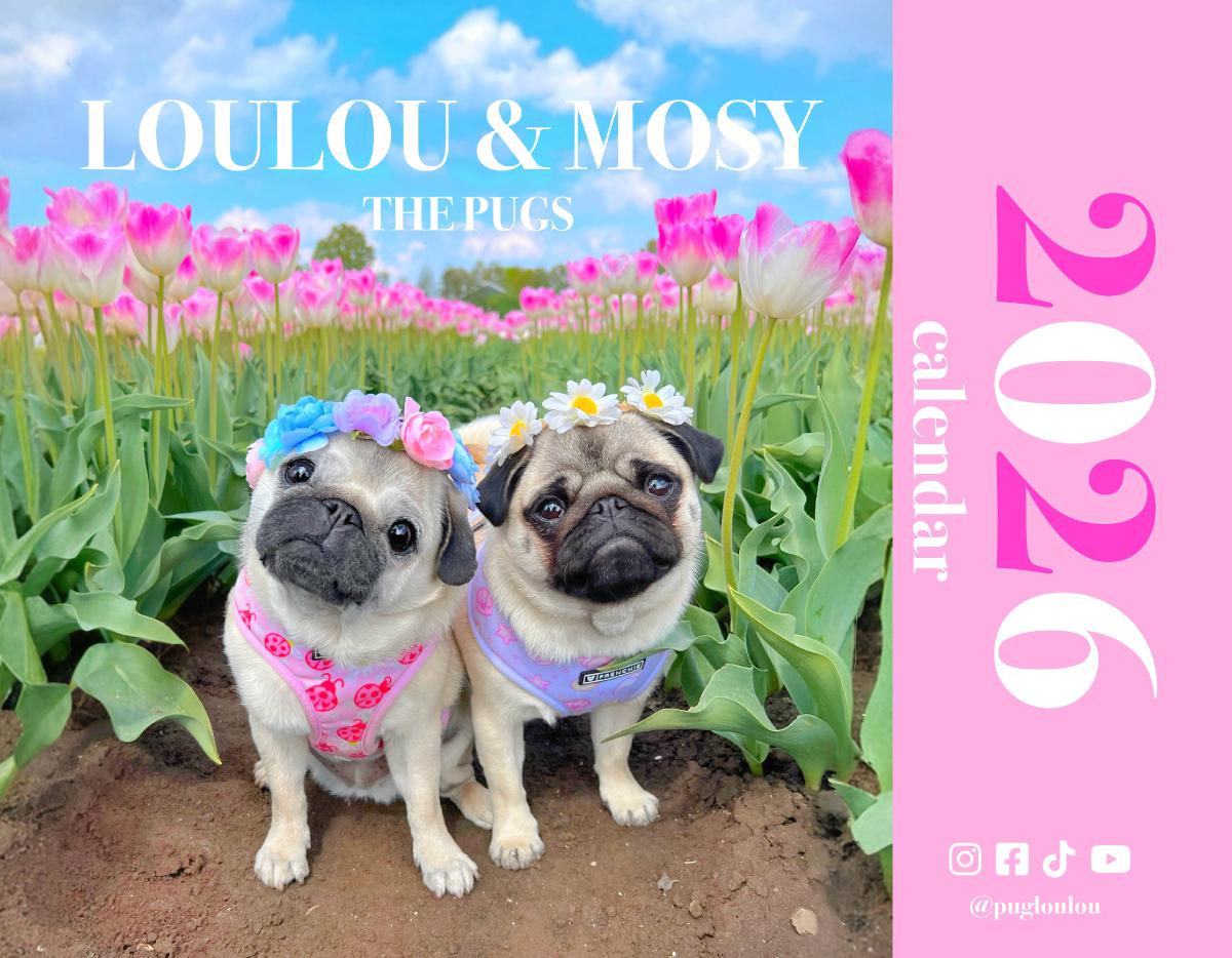 Loulou & Mosy the Pugs 2026 Wall Calendar