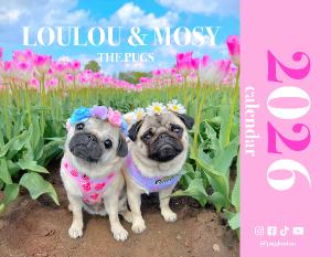 Loulou & Mosy the Pugs 2026 Wall Calendar