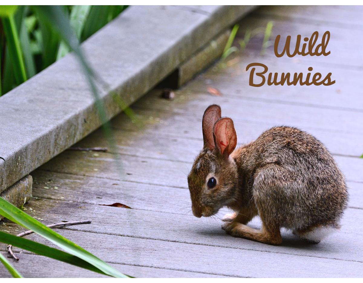 Wild Bunnies Calendar