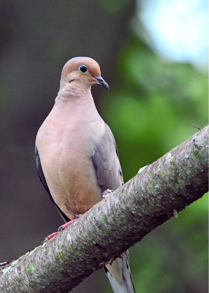 Mourning Dove Photo Card